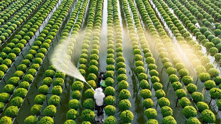 Nông nghiệp sạch là gì? Lợi ích & phương hướng phát triển tại Việt Nam?