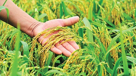 Nông nghiệp sạch là gì? Lợi ích & phương hướng phát triển tại Việt Nam?