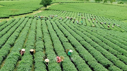 Nông nghiệp sạch là gì? Lợi ích & phương hướng phát triển tại Việt Nam?