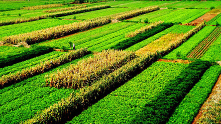 Nông nghiệp sạch là gì? Lợi ích & phương hướng phát triển tại Việt Nam?