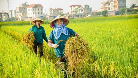 Nông nghiệp sạch là gì? Lợi ích & phương hướng phát triển tại Việt Nam?