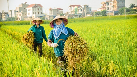 thumb Nông nghiệp sạch là gì? Lợi ích & phương hướng phát triển tại Việt Nam?